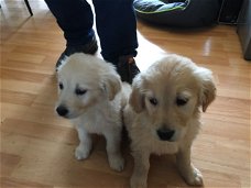         Golden Retriever-puppy's