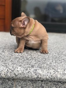     Charmante Franse en Engelse Bulldog-puppy's