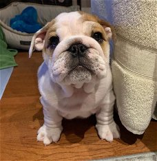         Charmante Franse en Engelse Bulldog-puppy's