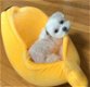 Aanbiddelijk Maltees puppy te koop - 0 - Thumbnail