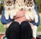 Quality male and female Siberian Husky puppies. - 0 - Thumbnail