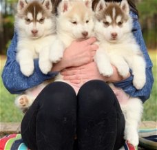  Quality male and female Siberian Husky puppies.