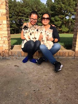 Quality male and female Siberian Husky puppies. - 1