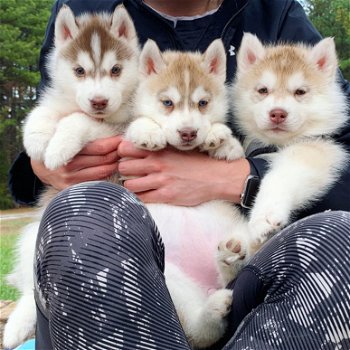 Quality male and female Siberian Husky puppies. - 2
