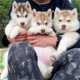 Quality male and female Siberian Husky puppies. - 2 - Thumbnail