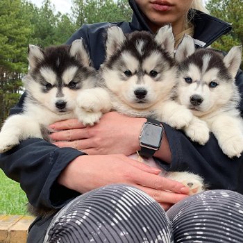 Quality male and female Siberian Husky puppies. - 3