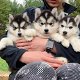 Quality male and female Siberian Husky puppies. - 3 - Thumbnail
