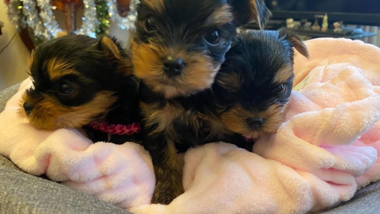 Leuke Yorkie-puppy's - 0