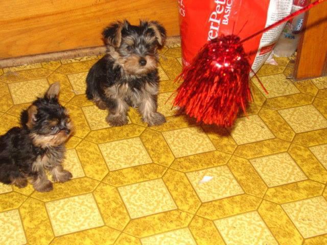 Leuke Yorkie-puppy's - 0