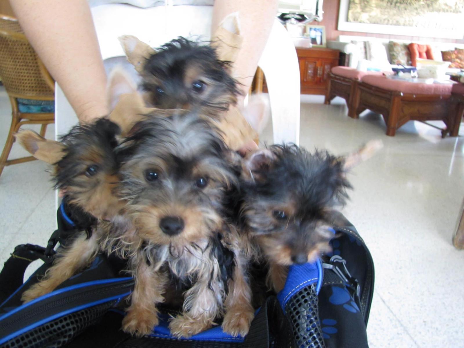     Leuke Yorkie-puppy's