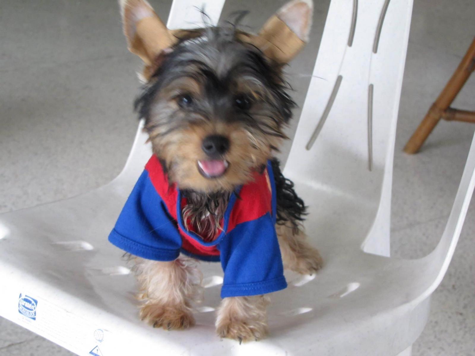 Leuke Yorkie-puppy's - 0