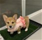 Schattige Welsh Cogi-puppy's voor adoptie - 0 - Thumbnail