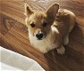 Schattige Welsh Cogi-puppy's voor adoptie - 0 - Thumbnail