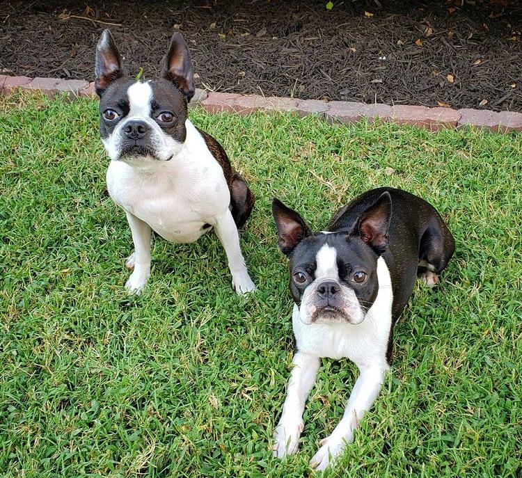   Schattige puppy's van Boston Terrier