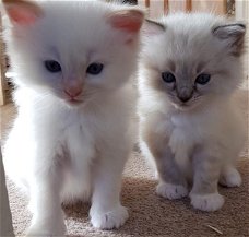    Twee witte Ragdoll-kittens