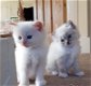 Twee witte Ragdoll-kittens - 0 - Thumbnail