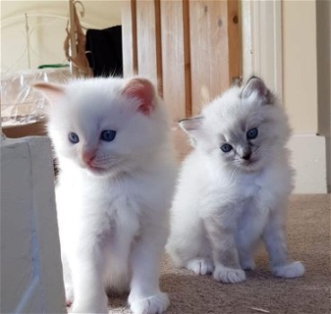 Twee witte Ragdoll-kittens - 0