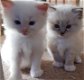 Twee witte Ragdoll-kittens - 0 - Thumbnail