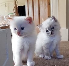        Twee witte Ragdoll-kittens