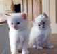 Twee witte Ragdoll-kittens - 0 - Thumbnail