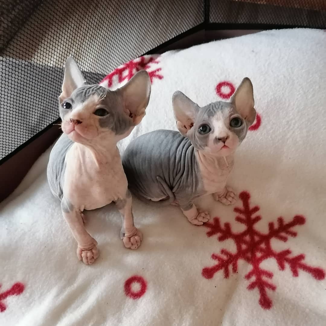      Mooie Sphynx-kittens voor adoptie