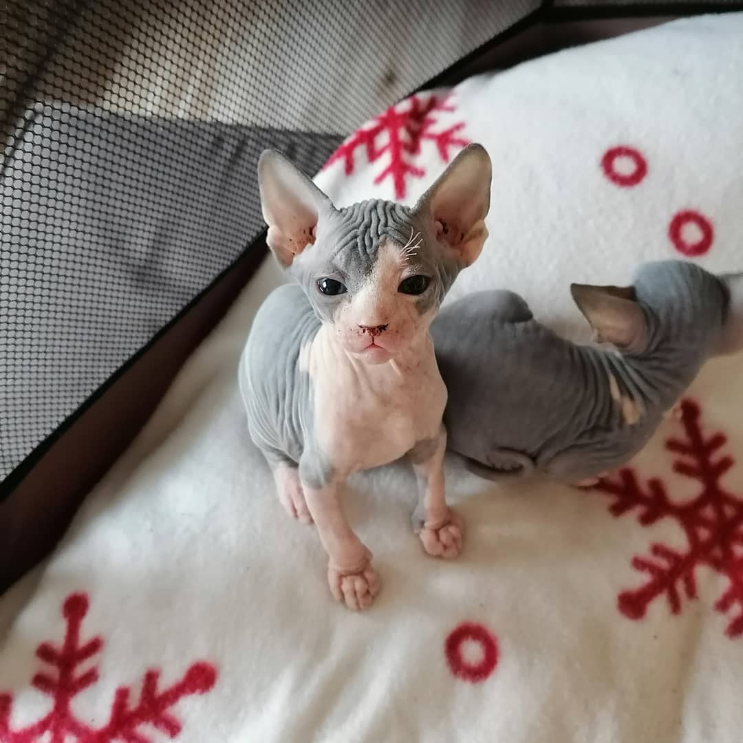       Mooie Sphynx-kittens voor adoptie