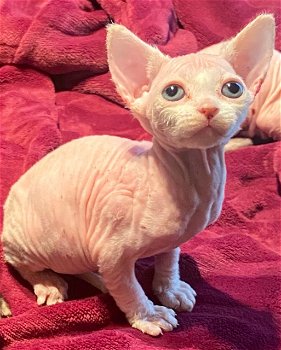 Mooie Sphynx Kittens te koop - 0