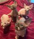 Mooie Sphynx Kittens te koop - 1 - Thumbnail