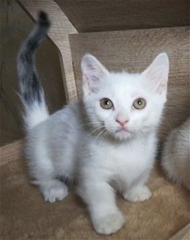 Munchkin Kittens te koop - 1