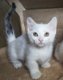 Munchkin Kittens te koop - 1 - Thumbnail