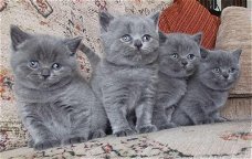 Brits korthaar kittens te koop