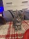 Mooie Maine Coon-kittens te koop - 0 - Thumbnail