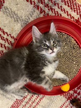 Mooie Maine Coon-kittens te koop - 2