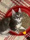 Mooie Maine Coon-kittens te koop - 2 - Thumbnail