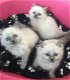 Verbluffende Ragdoll-kittens nu klaar - 0 - Thumbnail