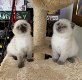 Geweldige Scottish Fold Kittens - 0 - Thumbnail