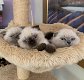 Geweldige Scottish Fold Kittens - 1 - Thumbnail