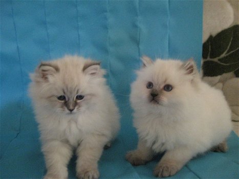 Mooie Siberische kittens te koop - 0