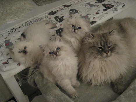 Mooie Siberische kittens te koop - 1