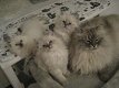 Mooie Siberische kittens te koop - 1 - Thumbnail