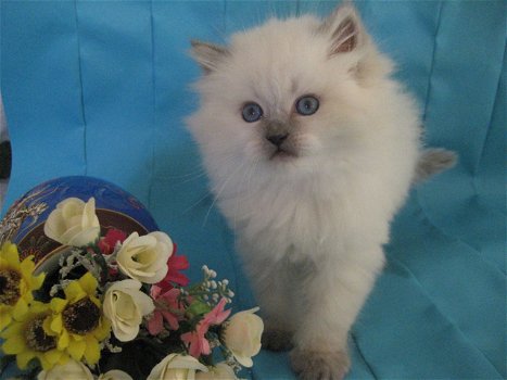 Mooie Siberische kittens te koop - 2
