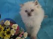 Mooie Siberische kittens te koop - 2 - Thumbnail
