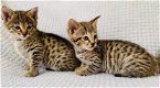 Savannah Kittens te koop - 0 - Thumbnail