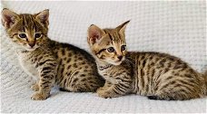 Savannah Kittens te koop