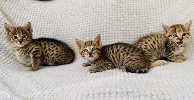 Savannah Kittens te koop - 1