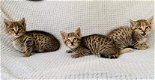 Savannah Kittens te koop - 1 - Thumbnail