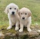 Golden Retriever-puppy's klaar - 0 - Thumbnail