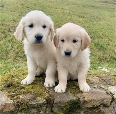 Golden Retriever-puppy's klaar