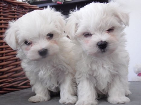 Mini Maltese Puppies Klaar om te vertrekken - 0