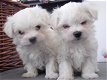 Mini Maltese Puppies Klaar om te vertrekken - 0 - Thumbnail